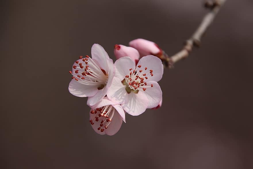 桃の花、フラワーズ、春、ブランチ、ピンクの花、春の花、咲く、花、木、工場、自然