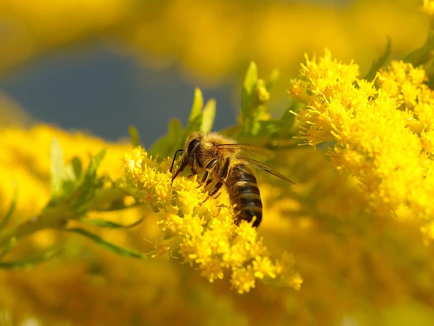медна пчела, пчела, цветя, Златни пръчки, свещен бик, насекомо, опрашване, нектар, жълти цветя, растение, природа