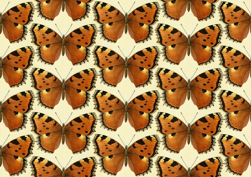 vlinder, vlinders, insecten, dieren