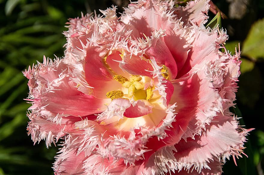 frynset tulipan, rosa blomst, blomst, hage, natur, blomstre, anlegg, nærbilde, petal, blomsterhodet, blad