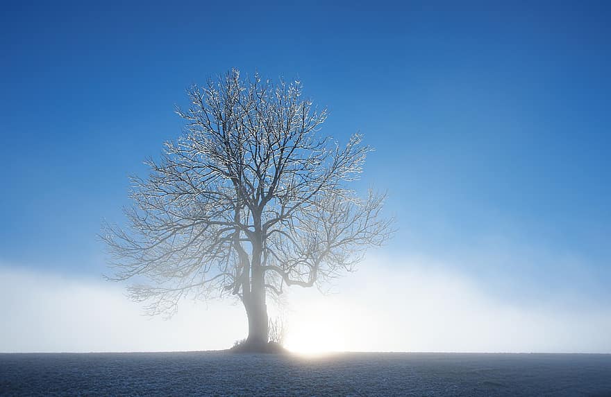 raksturs, koks, ziemā, sezonā, ārā, migla, zils, filiāle, ainavu, saules gaisma, siluets