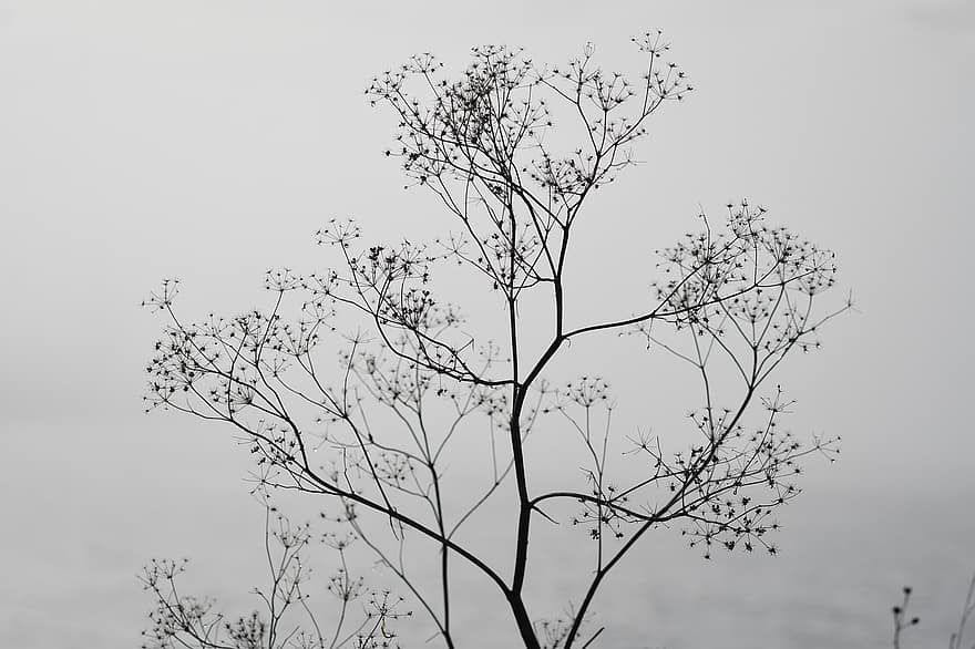 дърво, зима, природа, клонове, растение, студ, мътен, небе, облаци, мъгла, клон