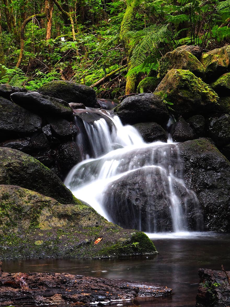 cascada, río, naturaleza, llevar una vida de soltero, fluir, rocas, bosque, selva, agua, rock, color verde