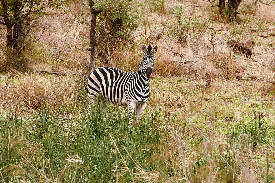 hewan, zebra, mamalia, kuda, jenis, fauna, Afrika, binatang di alam liar, hewan safari, suaka Margasatwa, bergaris