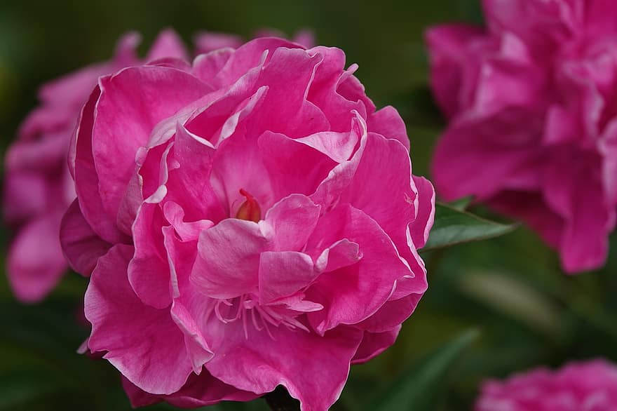 Floribundas, las flores, Flores rosadas, pétalos, pétalos de rosa, floración, flor, flora, naturaleza, plantas