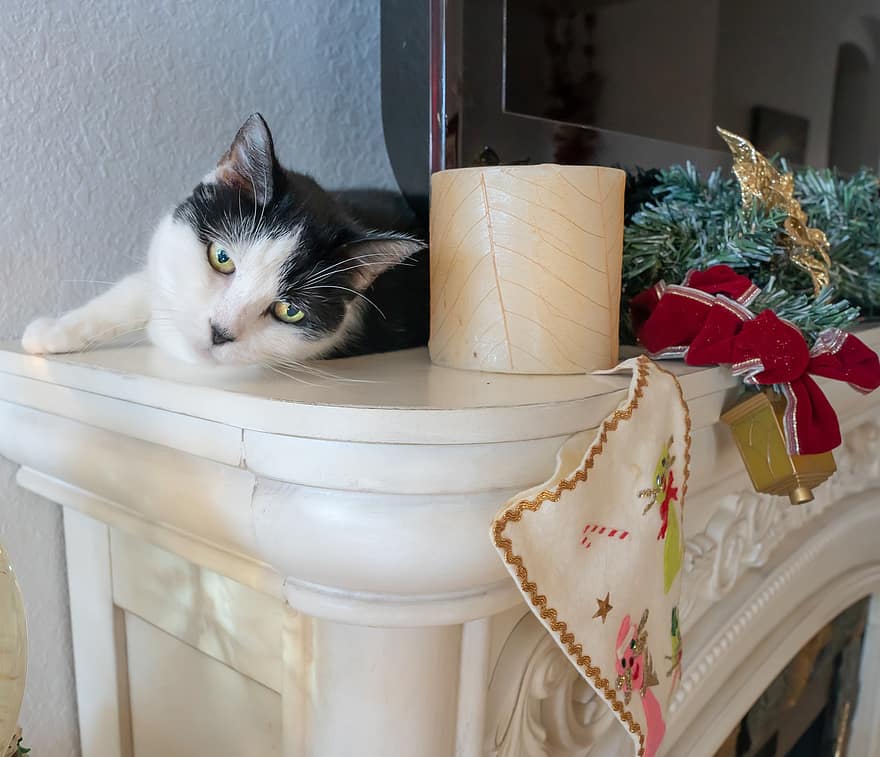 ネコ、キティ、猫科、クリスマス、緑の目
