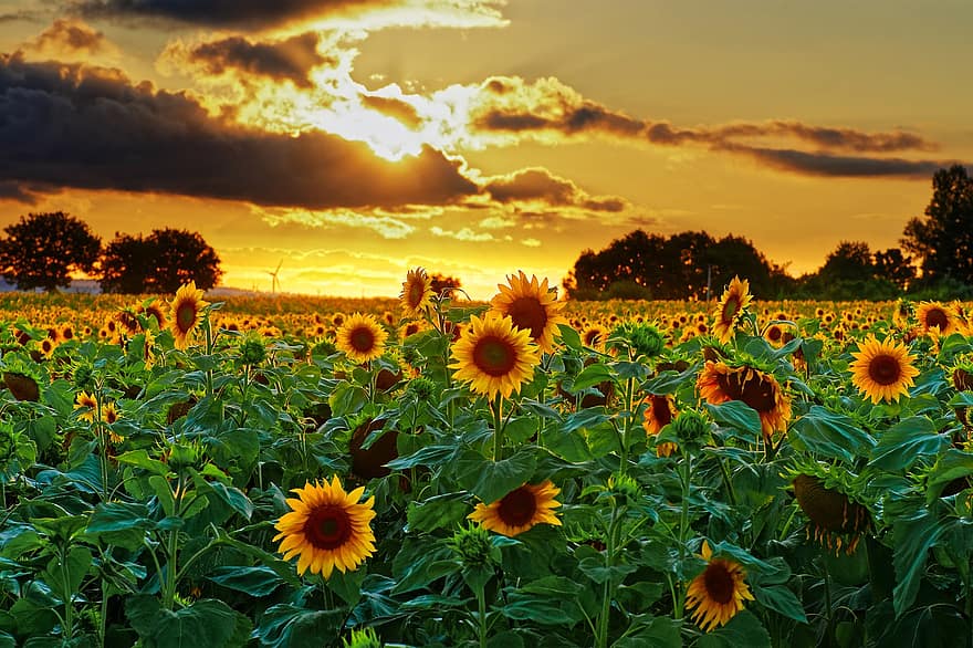 Sonnenblumen, Blumen, Feld, Sonnenuntergang, gelbe Blumen, blühen, Blätter, Pflanzen, Natur, Sommer-, Himmel