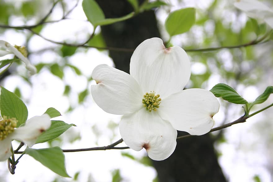 madera del perro, flor de cornejo, flor blanca, primavera, naturaleza, floración, flor, de cerca, hoja, planta, rama