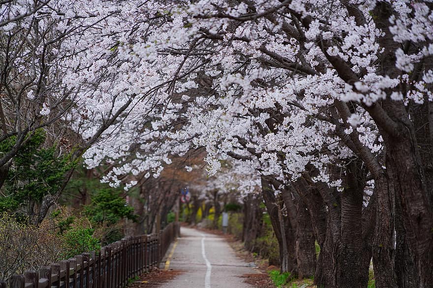 Puut, kevät, kirsikankukka, kukat, kukinta, kukka, Korean tasavalta, maisema, Yangju