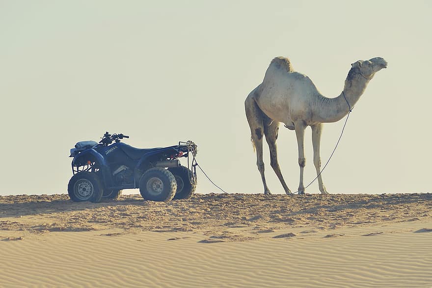 верблюд, пісок, дюни, пустеля, мотоцикл, ссавець, створіння, тварина, природи, верблюди