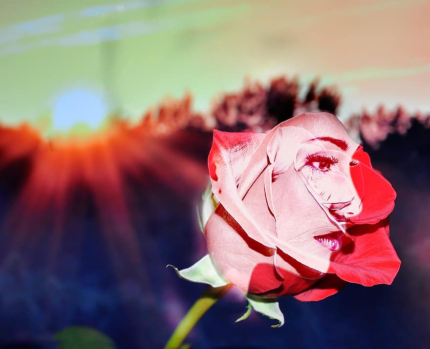 Роза, розы, красные розы, Изобразительное искусство, лицо, Линда, девушка, красота