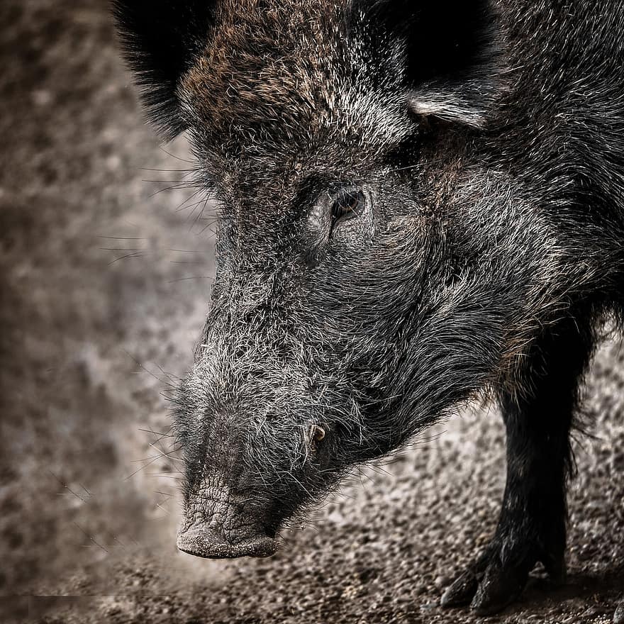 babi liar, hewan, margasatwa, binatang buas, alam, bulu, berduri, menabur, babi, binatang di alam liar, babi domestik