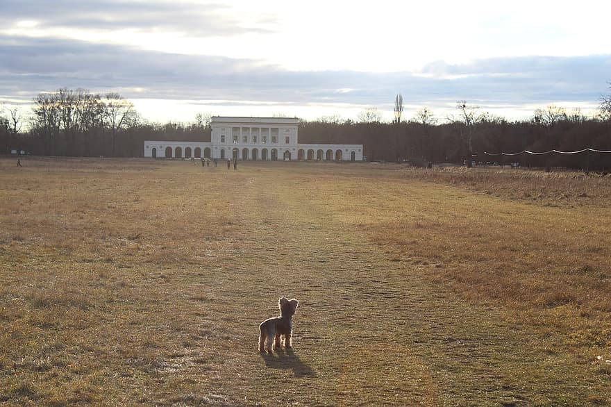 Repubblica Ceca, cane, Castello Pohansko, paesaggio, cane che cammina, erba, azienda agricola, animali domestici, carina, piccolo, prato