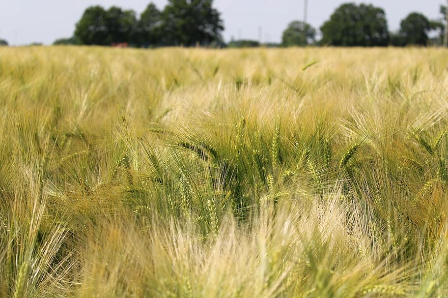 Cornfield, Cereals, Barley, Field, Meadow
