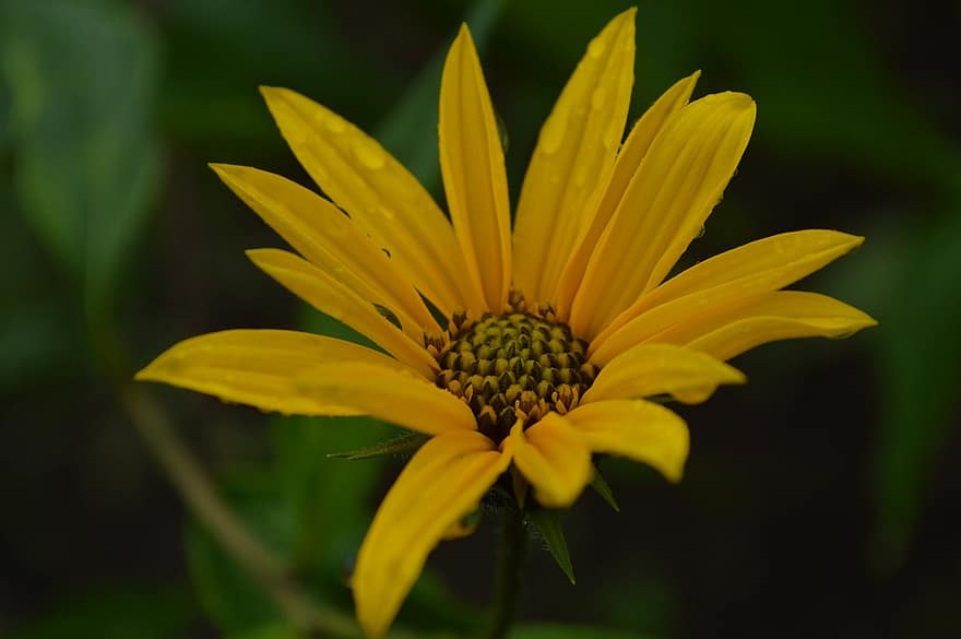 květ, žlutý květ, kapky rosy, kapky deště, zblízka, Příroda, rostlina, detail, žlutá, letní, zelená barva