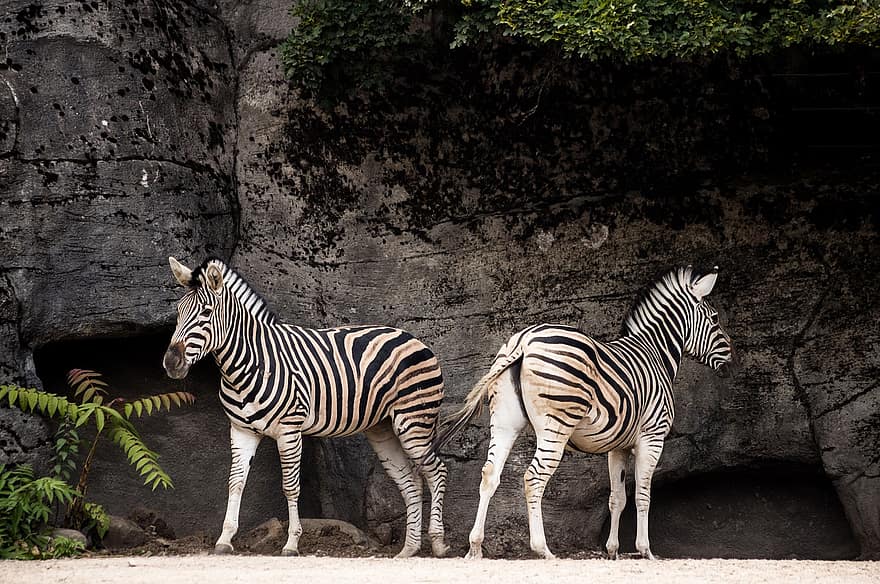 zebror, däggdjur, djur, djurvärlden, randig, svartvitt, afrika, Zoo