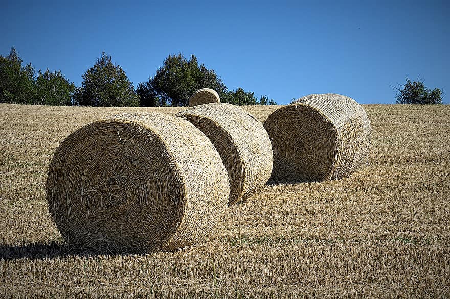 пшеница, бали за сено, Земеделие, слама, фураж за добитък, поле, селски, бала, селско стопанство, селска сцена, ферма