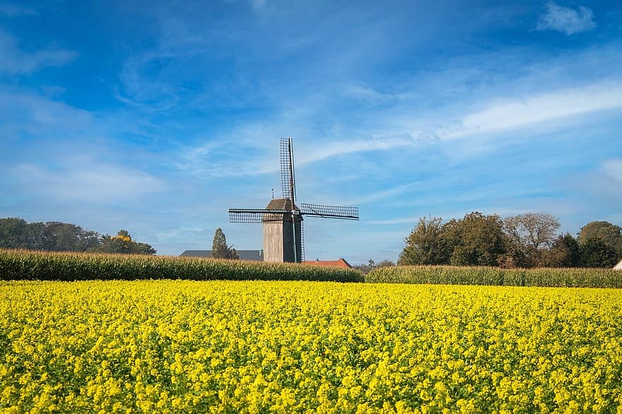 windmolen, koolzaad veld, België, landelijke scène, farm, weide, landschap, zomer, landbouw, blauw, geel