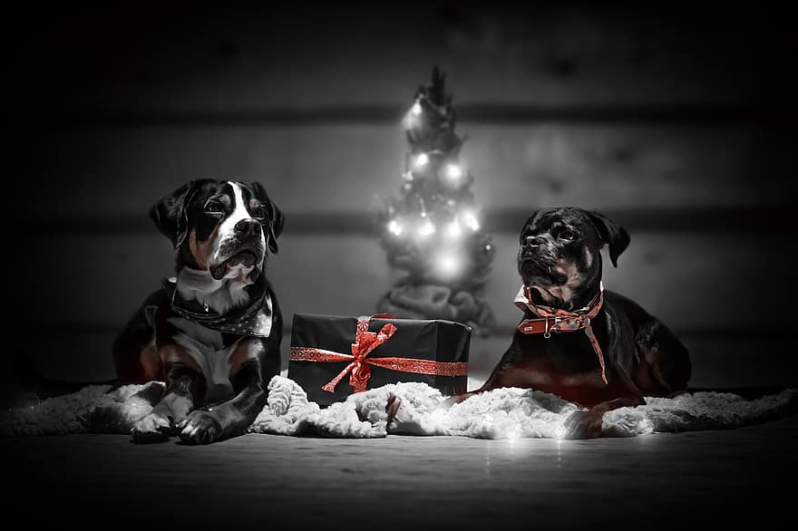 σκύλος, Χριστούγεννα, δώρα, τα κατοικίδια ζώα, χαριτωμένος, κυνικός, κουτάβι, καθαρόαιμο σκυλί, δώρο, κατοικίδια, μικρό