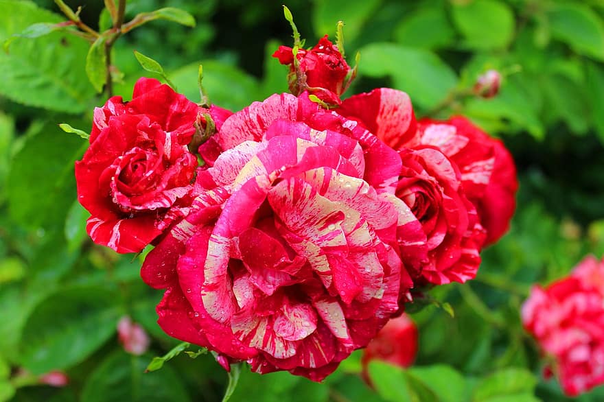 Rose, rød hvid, blomstre, flor, kærlighed, romantisk, natur, smuk