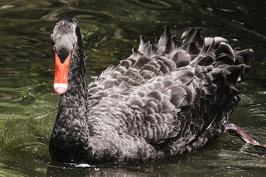 Black Swan, Bird, Lake, Swan, Waterfowl, Water Bird, Aquatic Bird, Animal, Plumage, Beak, feather