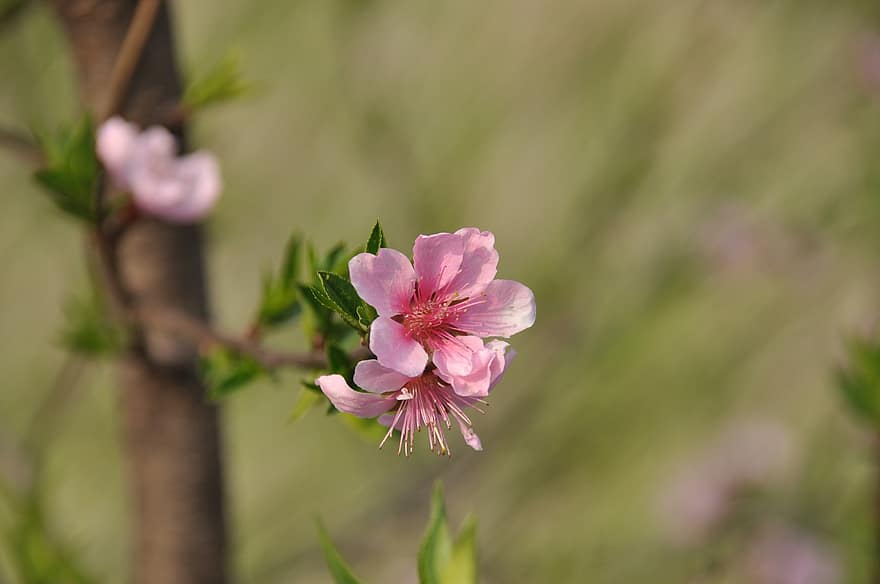 桃の花、フラワーズ、ブランチ、ピンクの花、咲く、花、春、工場、木、自然