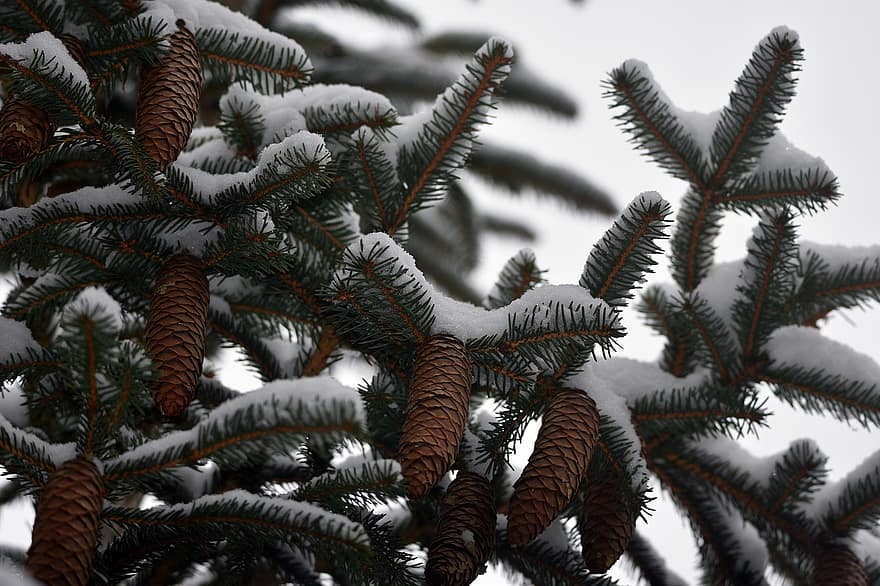 Tree, Spruce, Cones, Pine Cones, Pine Tree, Winter, Snow, Conifer, Coniferous, Fir, Plant