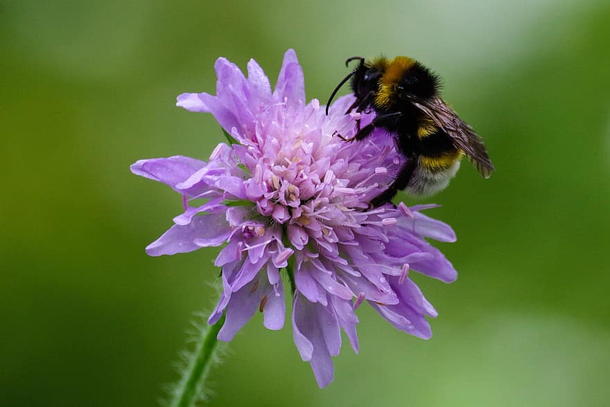 Blume, Biene, lila, Feldskabiose, Pollen, Garten, Natur, Insekt, Nahansicht