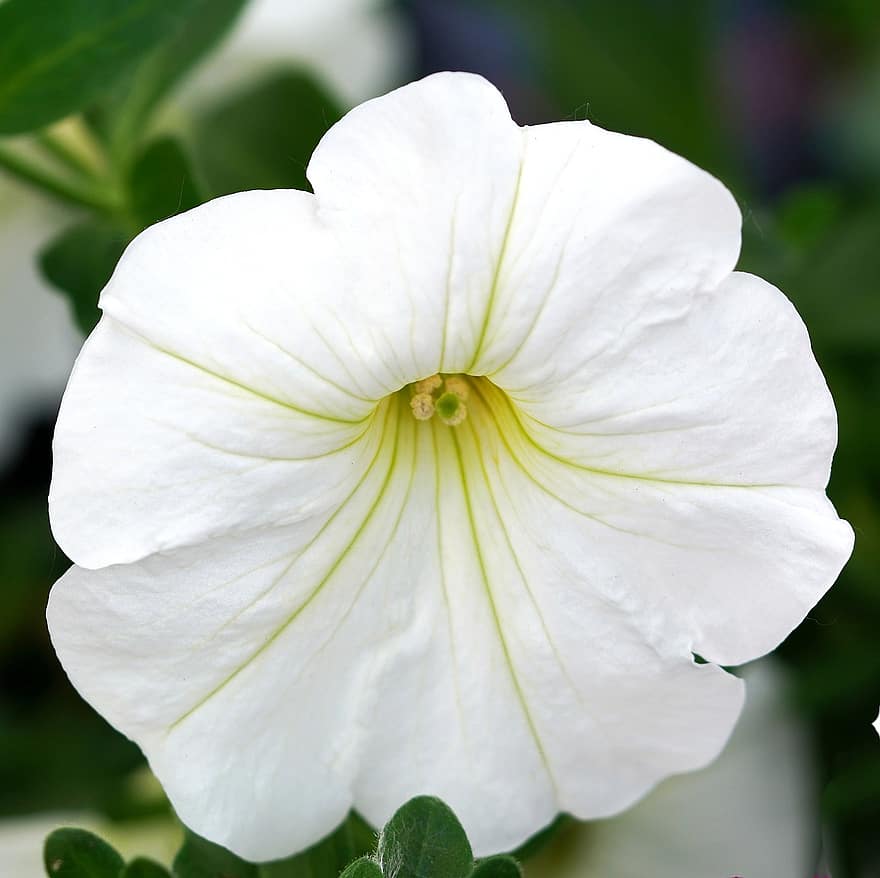petúnie, květ, rostlina, bílá květina, Příroda, flóra