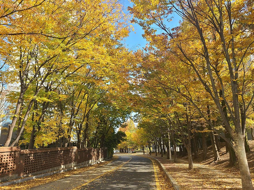 avenue, koki, rudenī, lapas, zaļumi, Gingko koki, koku izklāta, rudens lapas, rudens zaļumi, rudens krāsas, rudens sezona