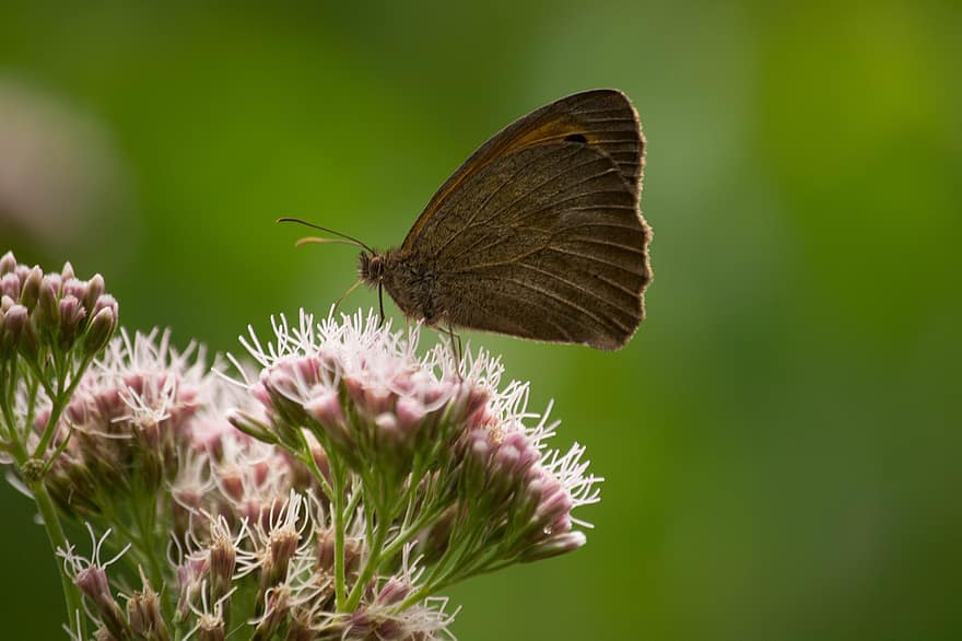 Butterfly, Insect, Flowers, Wings, Plant, Garden, Nature