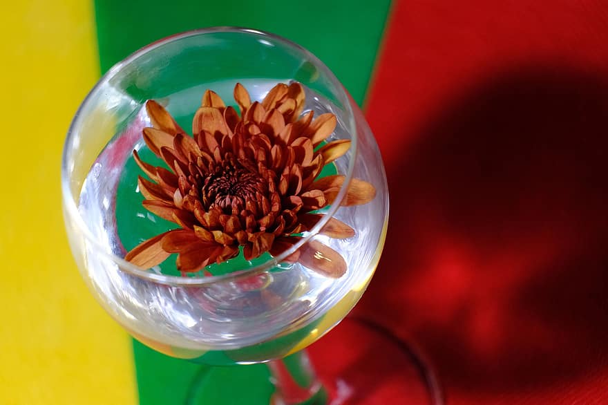 chrysanthème, verre de vin, eau, fleur dans l'eau
