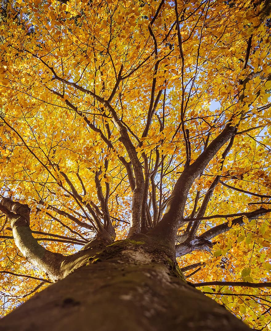 koks, rudenī, raksturs, kritums, sezonā, dižskābardis, mežs, stumbrs