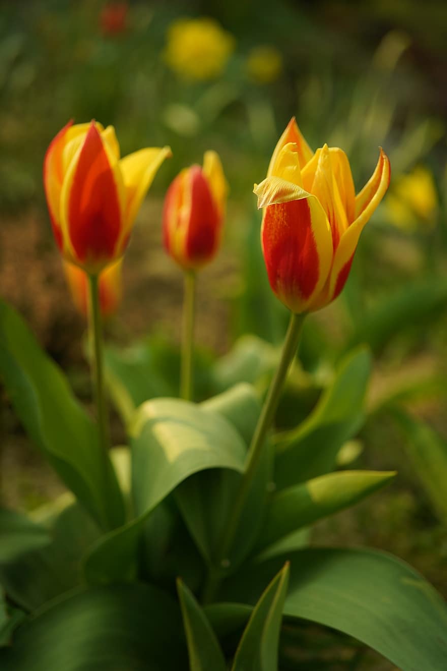 rød tulipan, haven blomst, forår