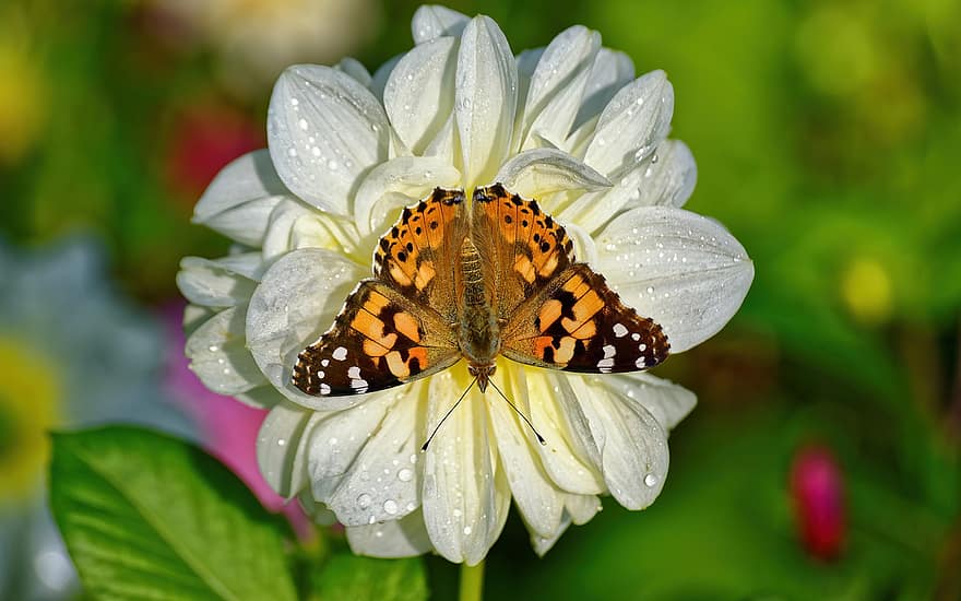 insecte, papillon, entomologie, pollinisation, espèce, Floraison, ailes, fleur, jardin