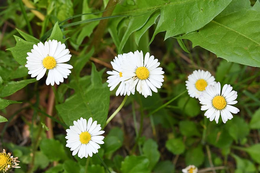 Daisy Daisy, hoa cúc, những bông hoa trắng, hoa dại, những bông hoa, Thiên nhiên, vườn, rừng, mùa hè, cây, màu xanh lục