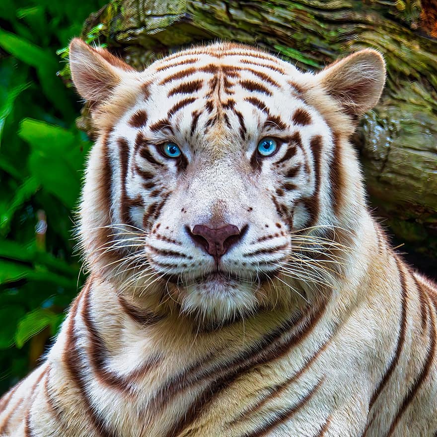 tiger, dyr, dyrehage, albino tiger, stor katt, striper, feline, pattedyr, natur, dyreliv, dyreliv fotografering