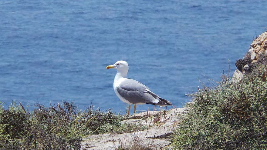 Seagull, Portugal, Algarve, Coast, Sea, Atlantic, Ocean, Sky, Cliffs