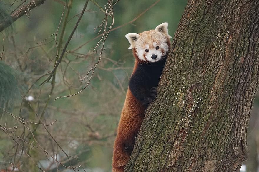 panda, rød panda, pattedyr, skog, natur, dyr i naturen, søt, tre, pels, ett dyr, liten