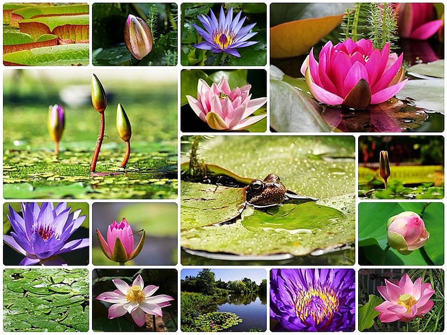 vandliljer, collage, Lily Collage, Collage-lilje, fotokollage, Nuphar, vandplanter, blomster, Dam, natur, flor