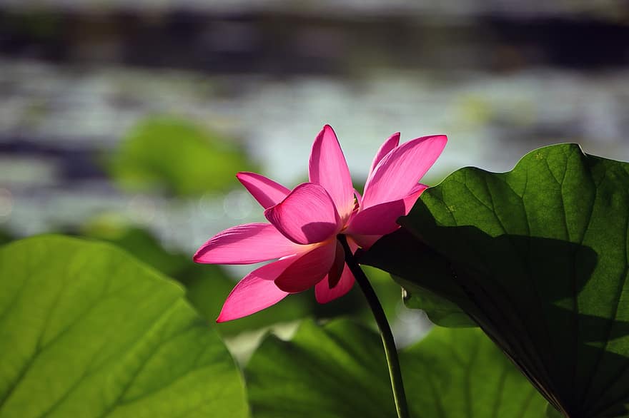 Flower, Lotus, Water Lily, Aquatic Plant, leaf, plant, close-up, summer, petal, flower head, green color