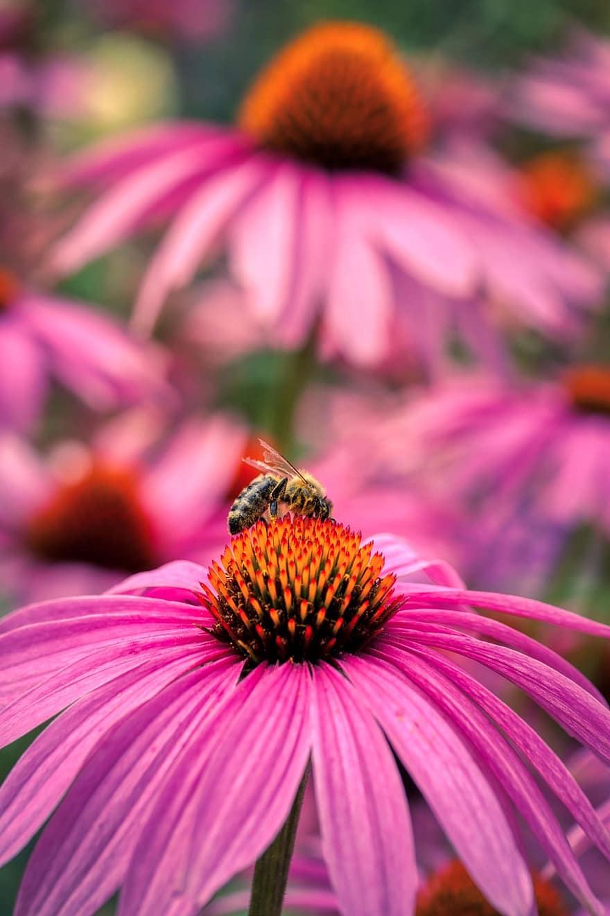 ดอกไม้, กลีบดอก, coneflower, ผึ้ง, แมลง, ดอก, เบ่งบาน, ดอกแอสเตอร์, คอมโพสิต, น้ำผึ้ง, สวน