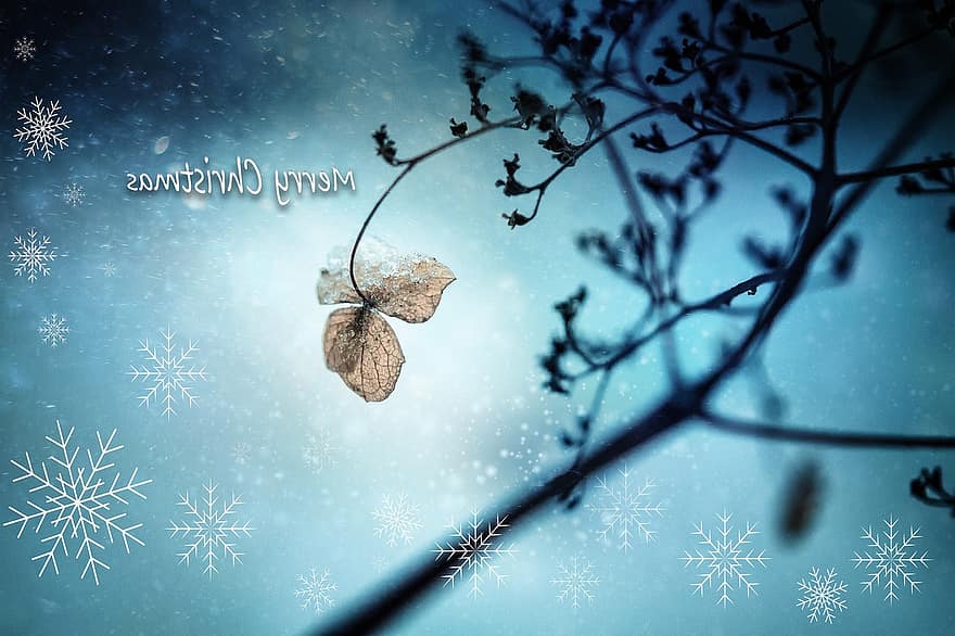 árvore, folha, neve, floco de neve, Natal, celebração, cartão