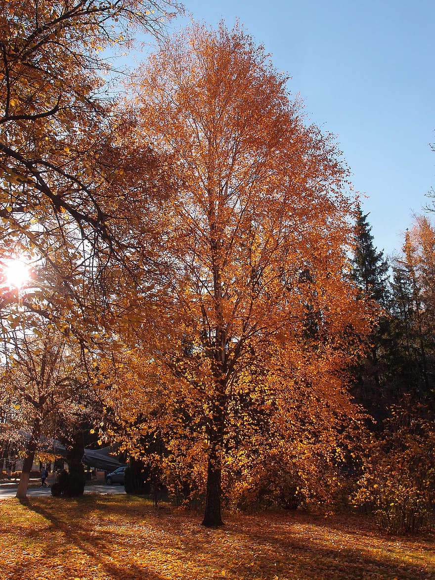 otoño, abedul, árbol, naturaleza, temporada