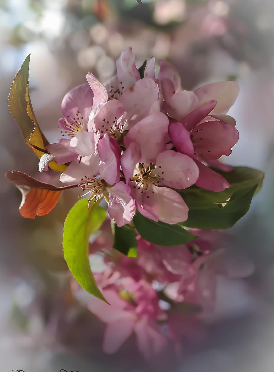 цветя, ябълкови цветове, розови цветя, розови листенца, листенца, разцвет, цвят, флора, пролетни цветя, природа, наблизо
