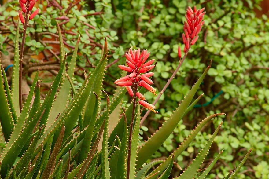 Aloe, Blumen, Pflanze, saftig, rote Blumen, Dornen, Blätter, Stacheln, stachelig, Natur