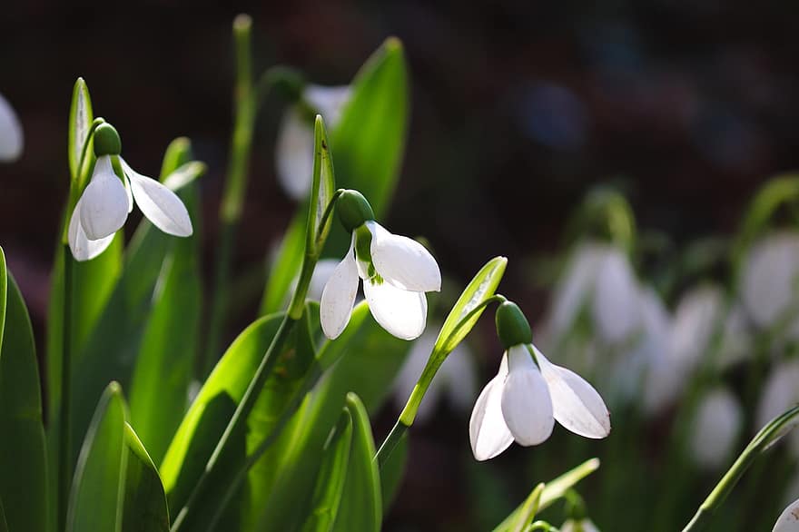 Snowdrops, White Flowers, Spring Flowers, Spring, Nature, Flowers, Blossoms