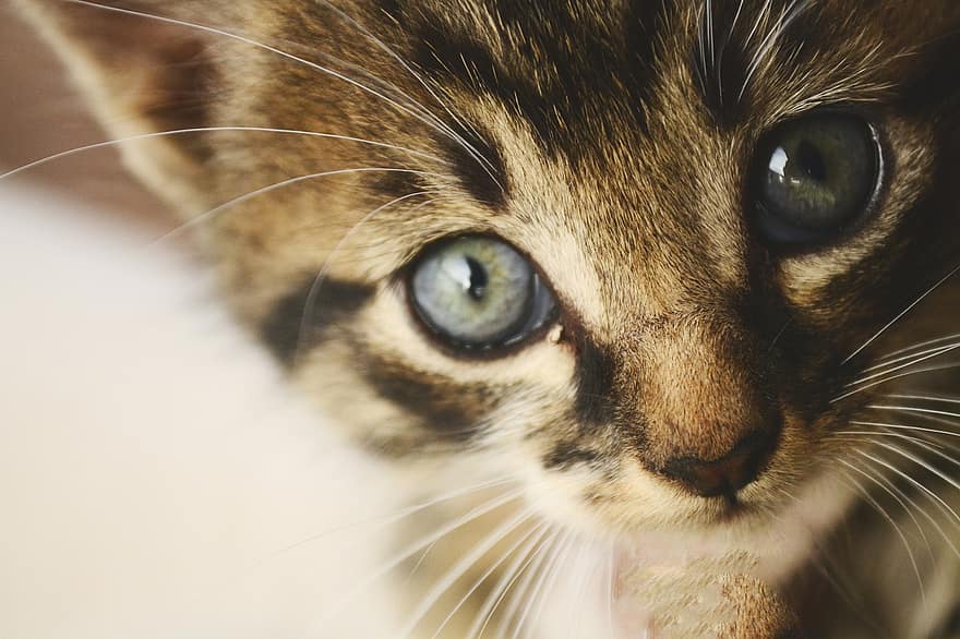 Cat, Eyes, Whiskers, Face, Cat Face, Cat's Eys, Pet, Tabby, Tabby Cat, Cute, Kitten