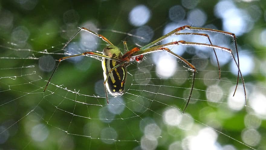laba-laba, Laba-laba Kuba, serangga, web