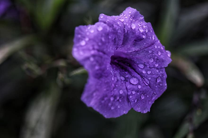 ペチュニア、紫色の花、花、露、露滴、花びら、紫色の花びら、咲く、フローラ、工場